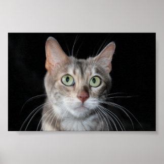 Sällsynt Blåfärgat fotografi av bengalkatt Poster