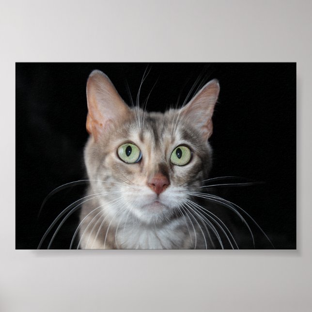 Sällsynt Blåfärgat fotografi av bengalkatt Poster (Framsidan)