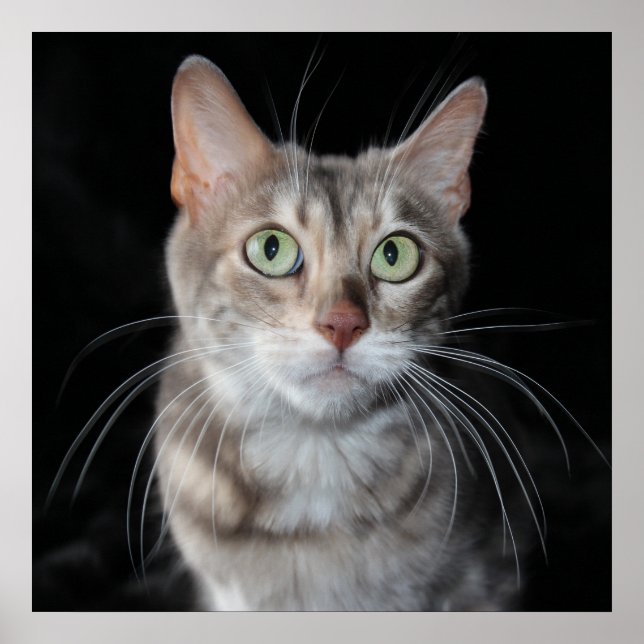 Sällsynt Blåfärgat fotografi av bengalkatt Poster (Framsidan)