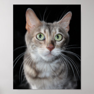 Sällsynt Blåfärgat fotografi av bengalkatt Poster