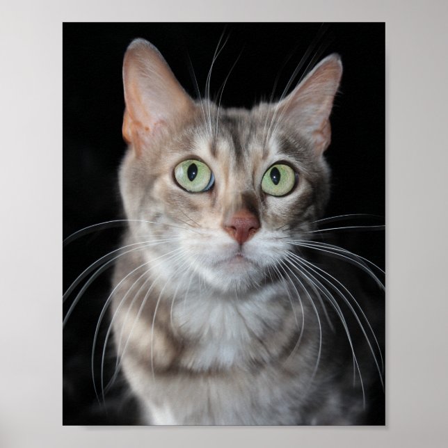 Sällsynt Blåfärgat fotografi av bengalkatt Poster (Framsidan)