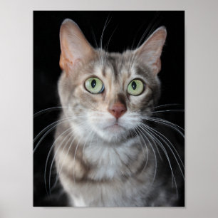 Sällsynt Blåfärgat fotografi av bengalkatt Poster