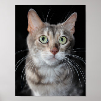 Sällsynt Blåfärgat fotografi av bengalkatt Poster