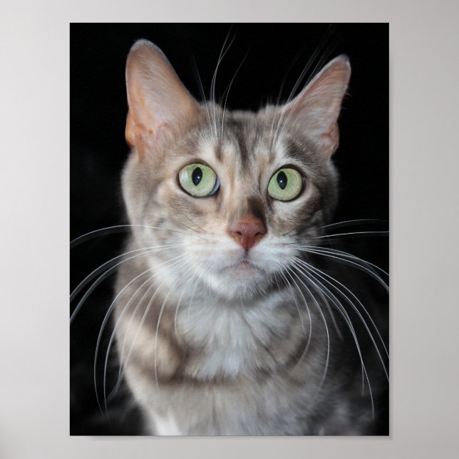 Sällsynt Blåfärgat fotografi av bengalkatt Poster (Framsidan)