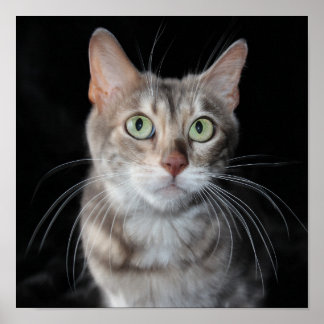Sällsynt Blåfärgat fotografi av bengalkatt Poster