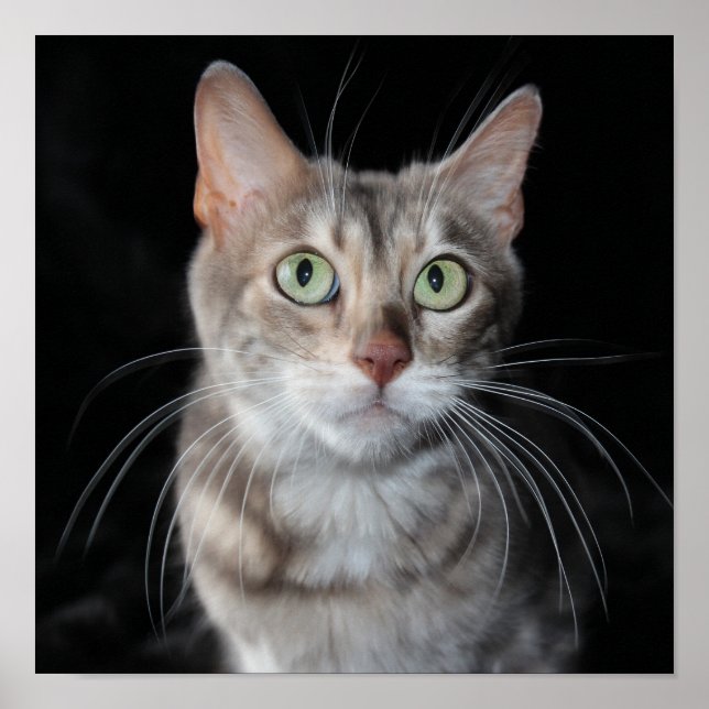 Sällsynt Blåfärgat fotografi av bengalkatt Poster (Framsidan)