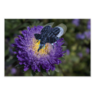 Sällsynt Blue Elephant Beetle Fototryck