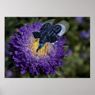 Sällsynt Blue Elephant Kryp Poster
