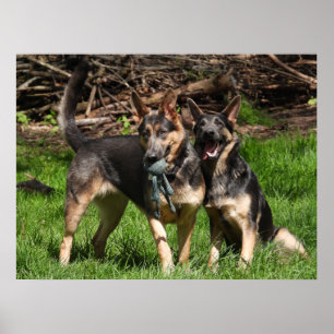 Sällsynt Blue German Shepherds Poster