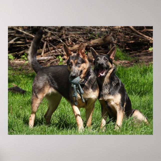 Sällsynt Blue German Shepherds Poster (Framsidan)