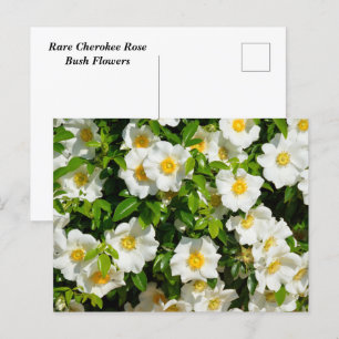 sällsynt Cherokee Ro Flowers Vykort