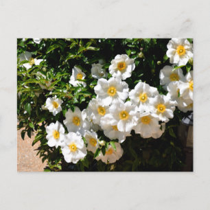 Sällsynt Cherokee Ro Flowers Vykort