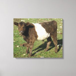 Sällsynt Dun Belted Galloway Calf Canvastryck