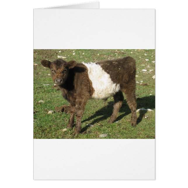 Sällsynt Dun Belted Galloway Calf Hälsningskort (Framsidan)