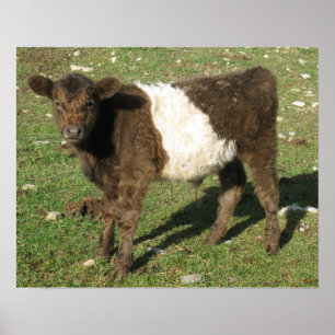 Sällsynt Dun Belted Galloway Calf Poster