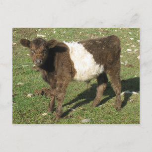 Sällsynt Dun Belted Galloway Calf Vykort