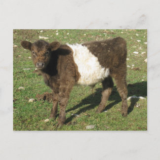 Sällsynt Dun Belted Galloway Calf Vykort