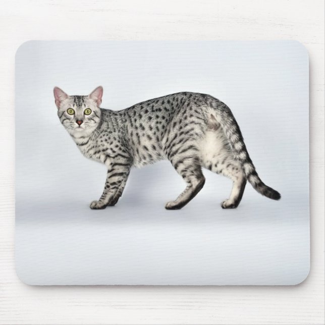 Sällsynt egyptisk Mau-katt Musmatta (Framsidan)