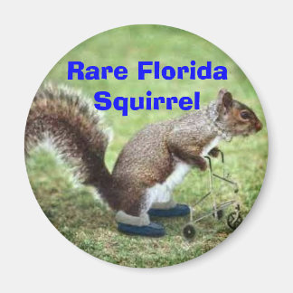 Sällsynt Florida Squirrel Magnet