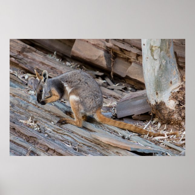 Sällsynt-Gult-foten Sten-wallaby Poster (Framsidan)