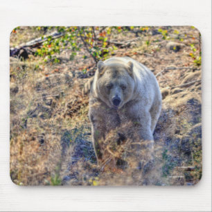 Sällsynt Kermode Bear (Spirit Bear) Wildlife Photo Musmatta