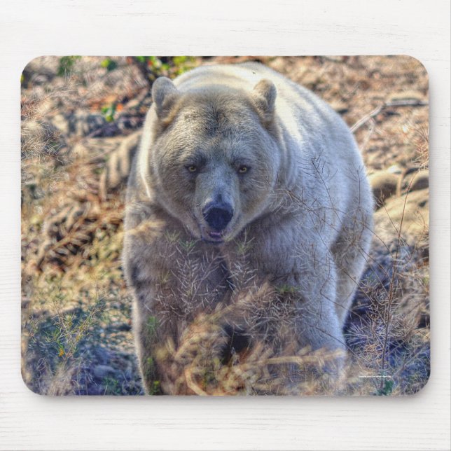 Sällsynt Kermode Bear (Spirit Bear) Wildlife Photo Musmatta (Framsidan)