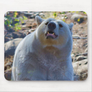 Sällsynt Kermode Bear (Spirit Bear) Wildlife Photo Musmatta