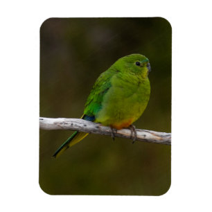 Sällsynt Orange-bellied Parrot Bird Australia Magnet