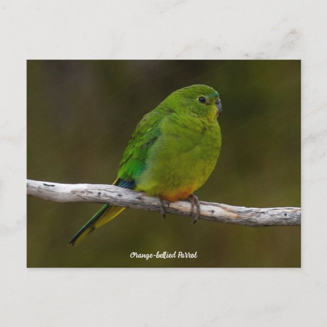 Sällsynt Orange-bellied Parrot Bird Australia Vykort (Framsida)