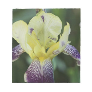 Sällsynt Orchid-Anteckningsblock Anteckningsblock
