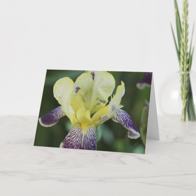 Sällsynt Orchid-gratulationskort Kort (Framsida)