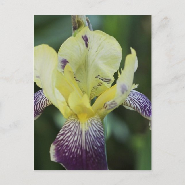 Sällsynt Orchid-vykort Vykort (Framsida)