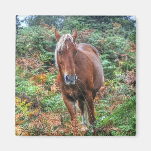 Sällsynt Palomino New Forest Pony & Bracken - Engl Magnet