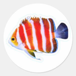 Sällsynt Peppermint Ängelfisk Klistermärke - Djuph
