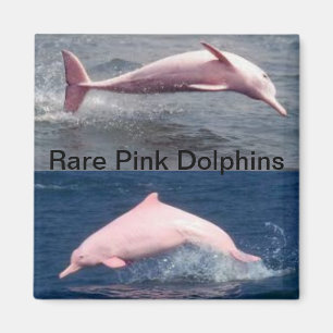 sällsynt rosa delphins magnet