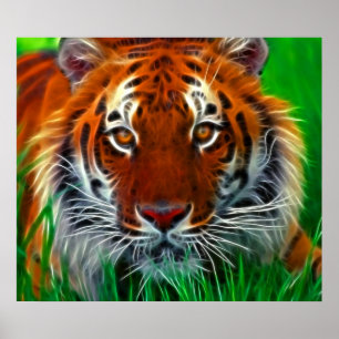 Sällsynt Sumatran tiger från Indonesien Poster