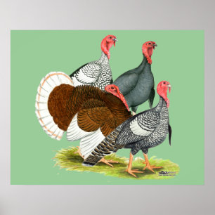 Sällsynt Turkiet kvartett Poster