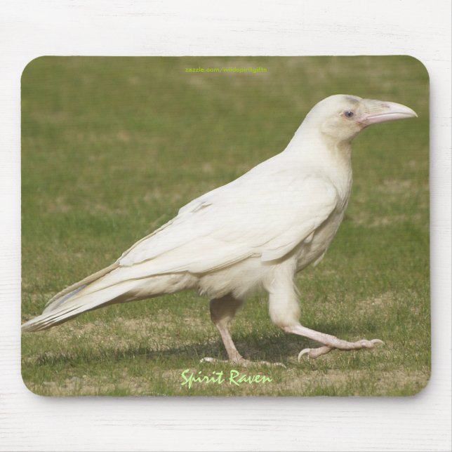 Sällsynt White Raven Corvid-älskare Wildlife Photo Musmatta (Framsidan)