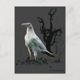 "Sällsynt White Raven"-gåvor Vykort