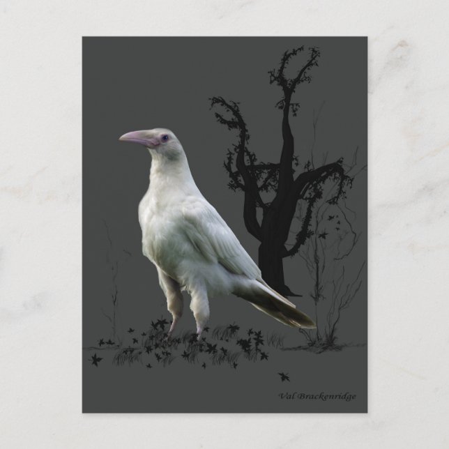 "Sällsynt White Raven"-gåvor Vykort (Framsida)