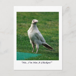 Sällsynt White Raven Gifts Vykort