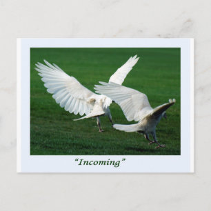 Sällsynt White Raven Gifts Vykort