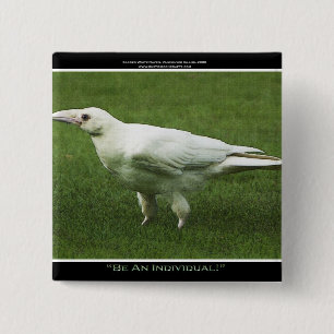 Sällsynt White Raven Motivation Pin Knapp
