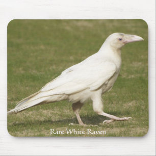 Sällsynt White Raven Musmatta