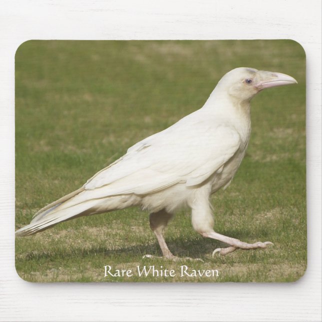 Sällsynt White Raven Musmatta (Framsidan)