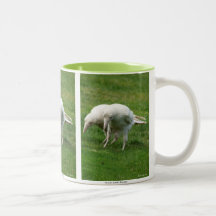 Sällsynt White Raven Wildlife Photo
