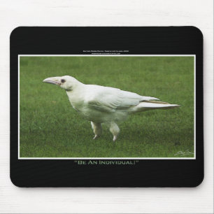 Sällsynt White Raven Wildlife Photograph Musmatta