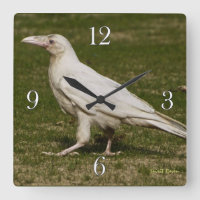Sällsynt White Raven Wildlife Photography