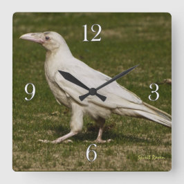 Sällsynt White Raven Wildlife Photography Fyrkantig Klocka