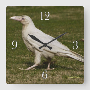Sällsynt White Raven Wildlife Photography Fyrkantig Klocka